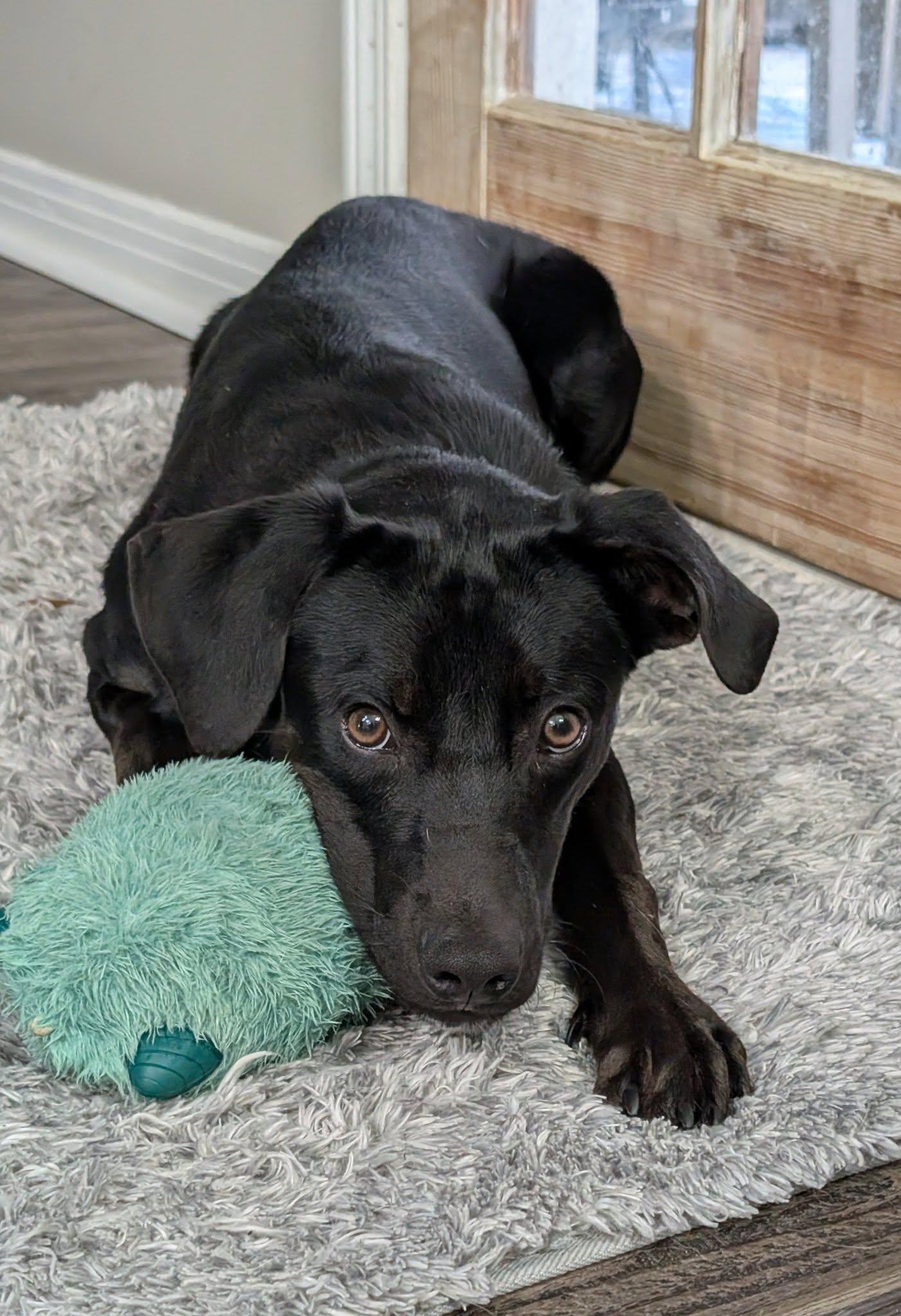 Christoph, Adoptable, Young Male Labrador Retriever.