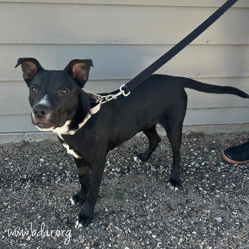 Robby, Adoptable, Young Male Mixed Breed.
