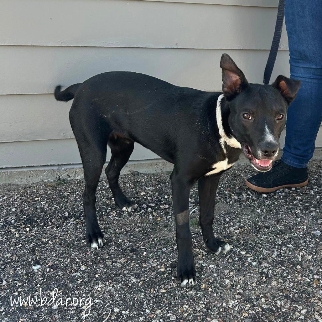 Enlarge Robby, a Adoptable Mixed Breed in Cheyenne, WY image 2/4