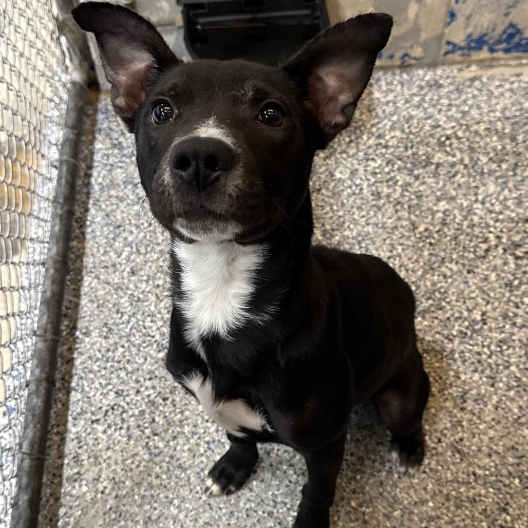 Enlarge Robby, a Adoptable Mixed Breed in Cheyenne, WY image 3/4