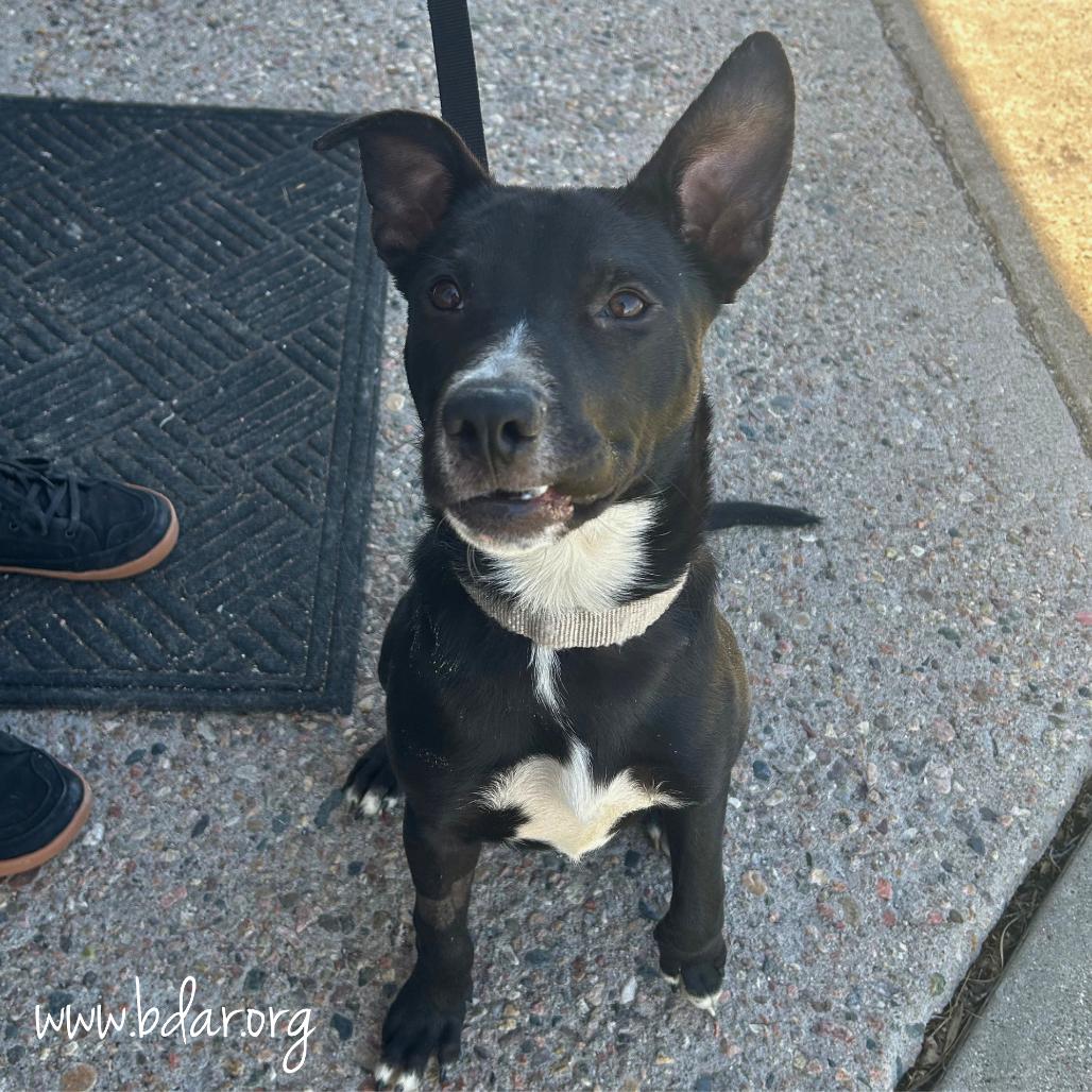 Enlarge Robby, a Adoptable Mixed Breed in Cheyenne, WY image 4/4