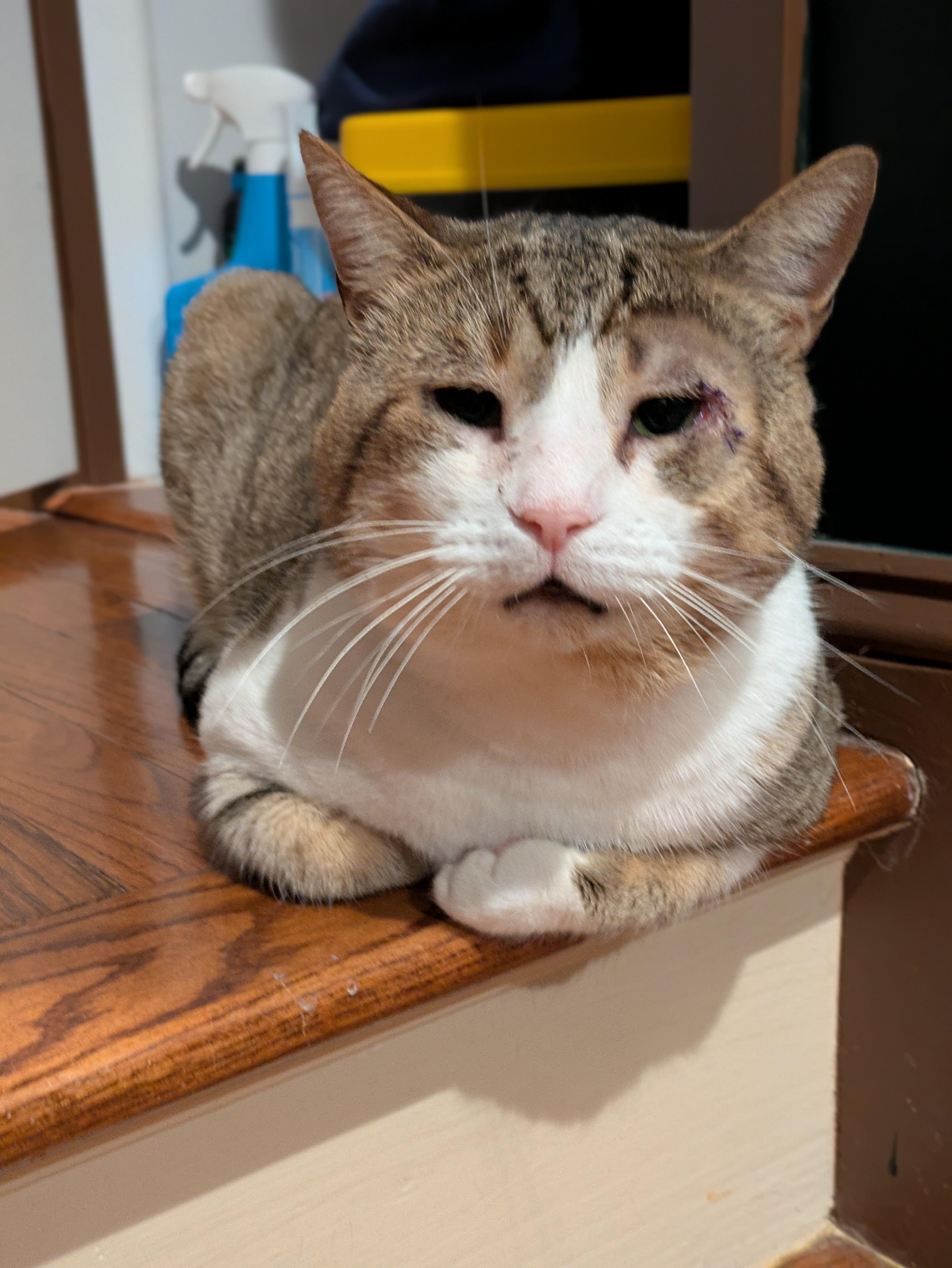 Enlarge Buddy, a ADOPTABLE Domestic Short Hair in Mohegan Lake, NY image 1/1