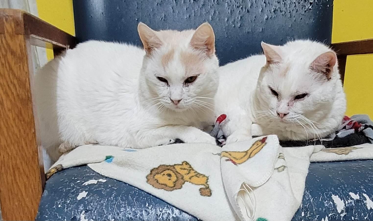 Murphy, a Adoptable Domestic Short Hair in Stover, MO image 1/6