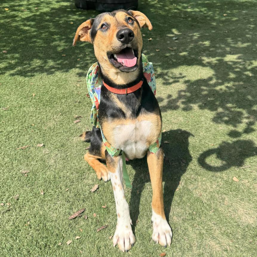 Remi, Adoptable, Adult Male Mixed Breed.