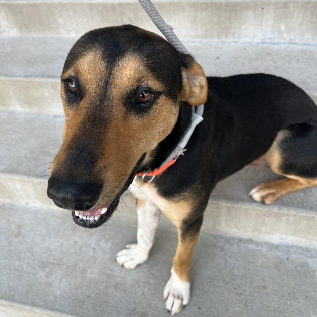 Enlarge Remi, a Adoptable Mixed Breed in Saint Charles, MO image 2/6