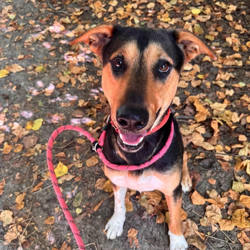 Enlarge Remi, a Adoptable Mixed Breed in Saint Charles, MO image 3/6