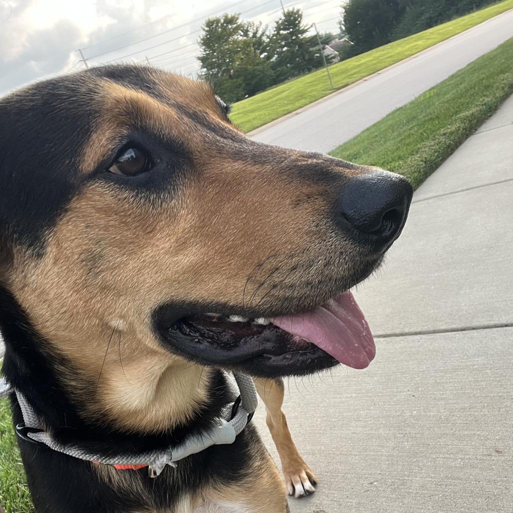 Enlarge Remi, a Adoptable Mixed Breed in Saint Charles, MO image 4/6