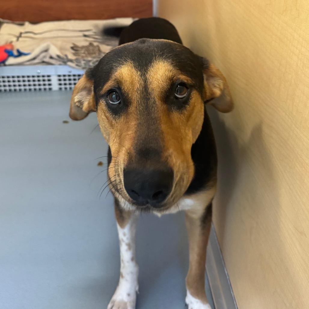 Remi, a Adoptable Mixed Breed in Saint Charles, MO image 1/2