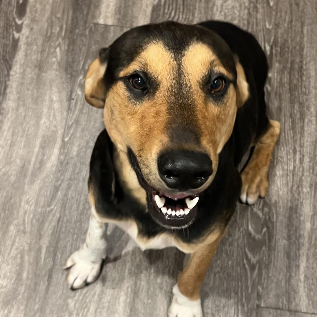 Enlarge Remi, a Adoptable Mixed Breed in Saint Charles, MO image 5/6