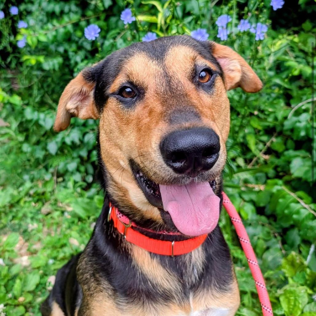 Remi, a Adoptable Mixed Breed in Saint Charles, MO image 2/2