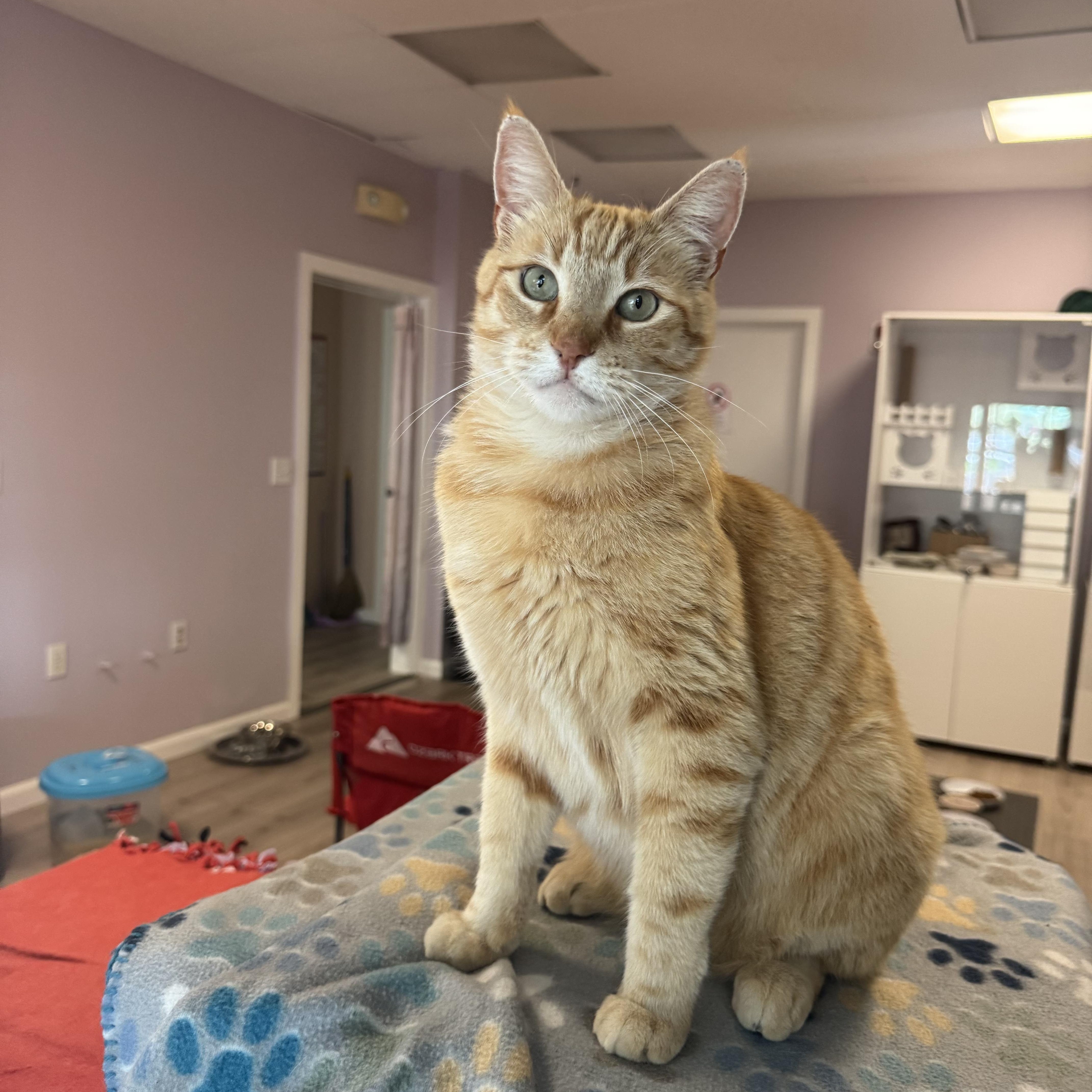 Jack, ADOPTABLE, Adult Male Tabby.