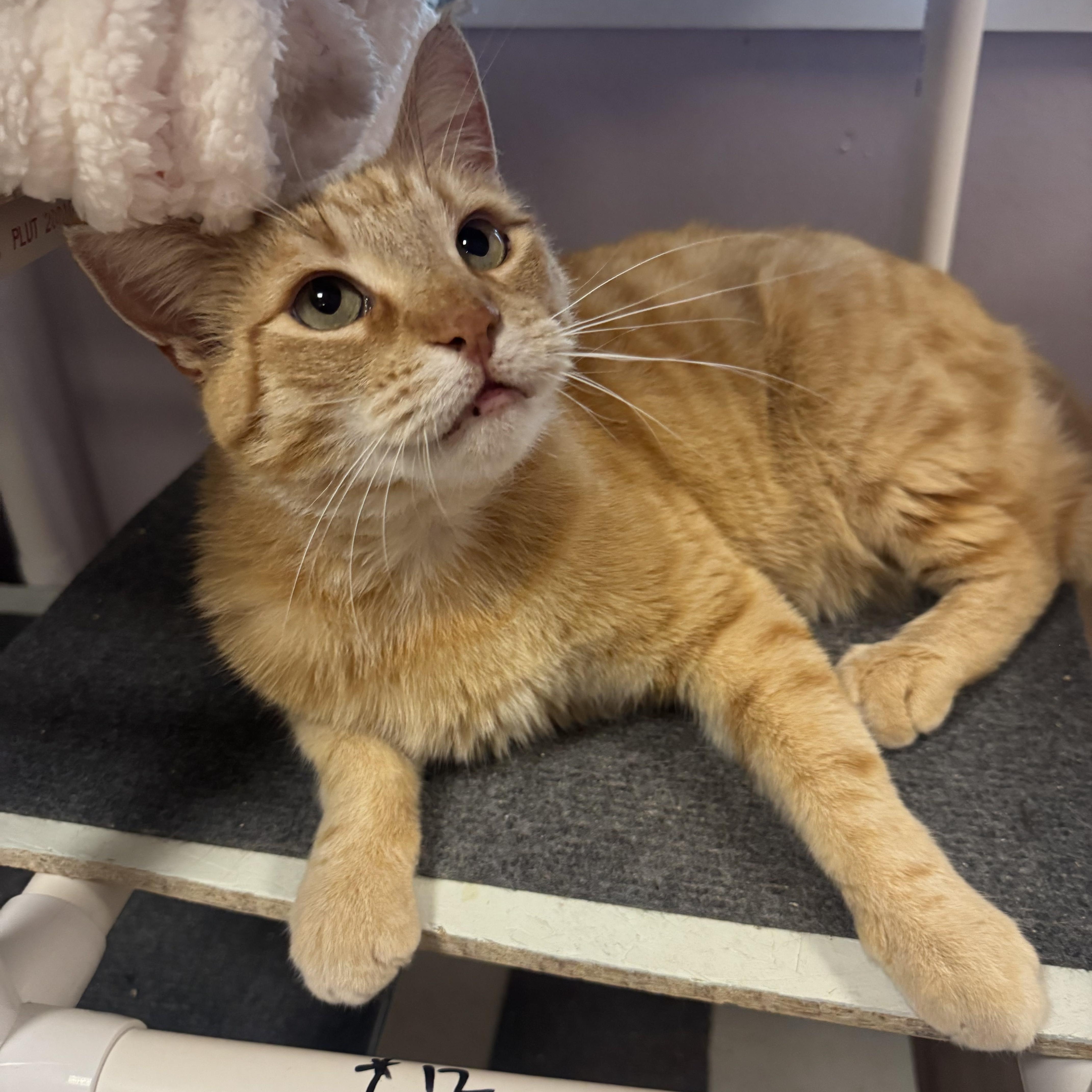 Enlarge Jack, a ADOPTABLE Tabby in San Francisco, CA image 4/4