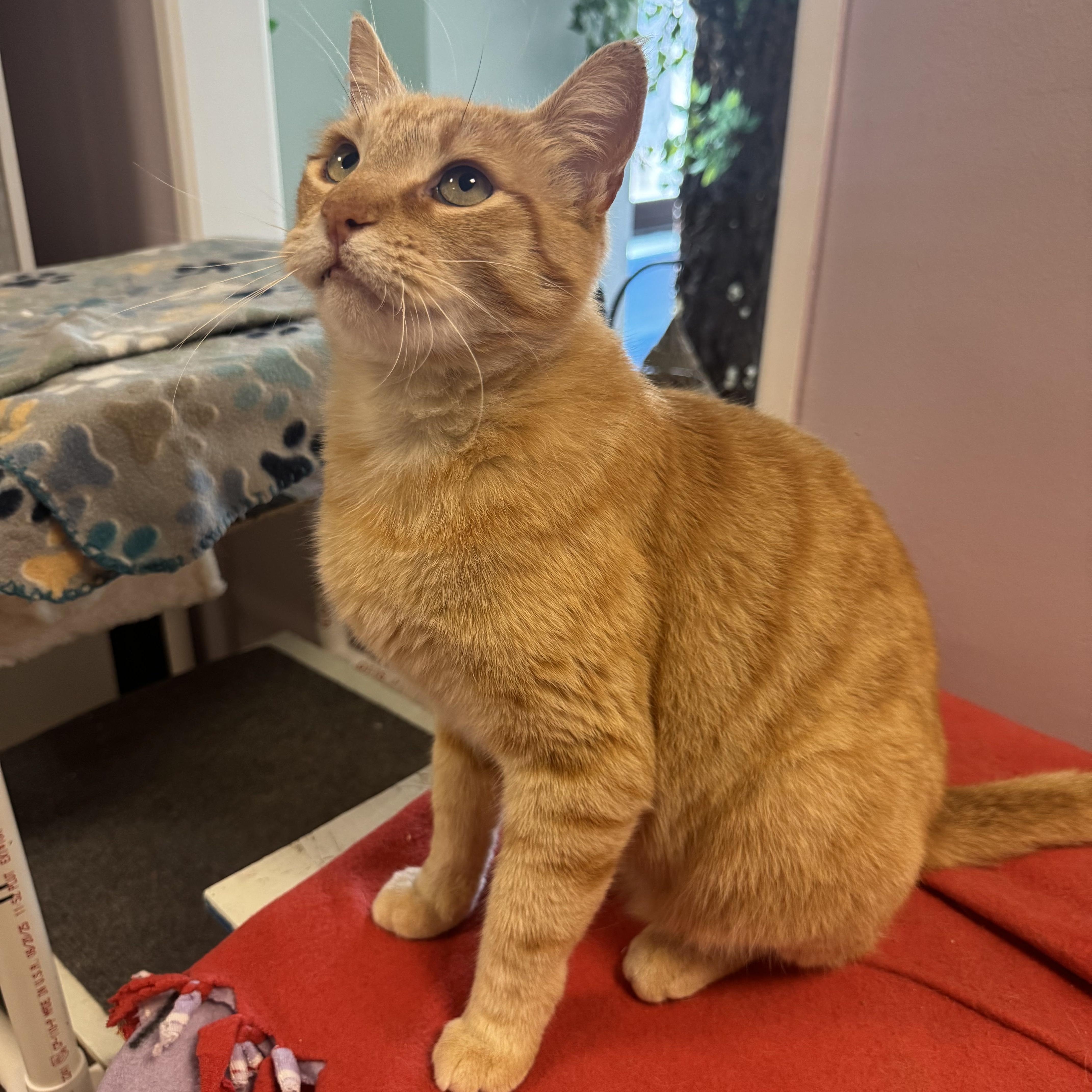 Enlarge Jack, a ADOPTABLE Tabby in San Francisco, CA image 3/4