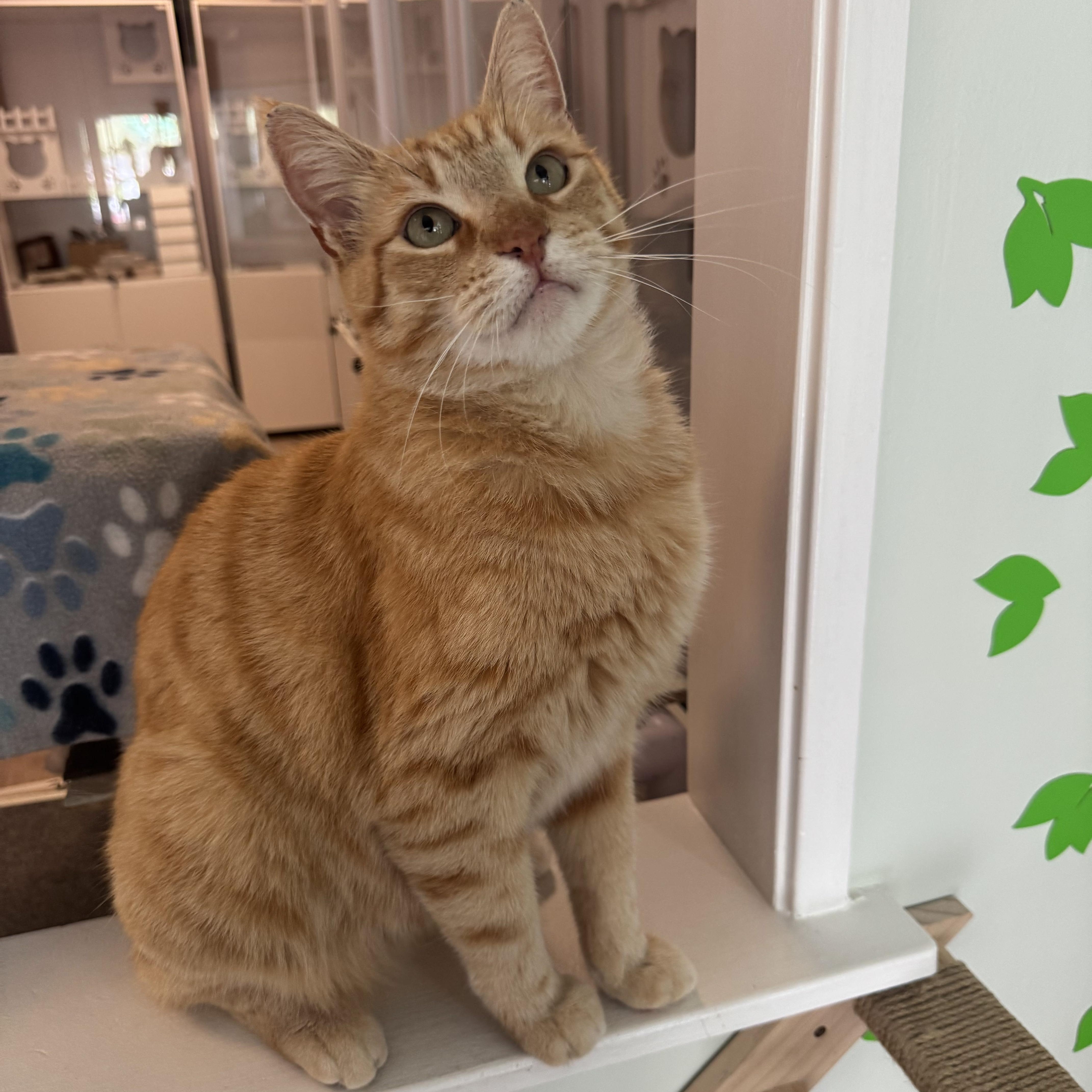 Enlarge Jack, a ADOPTABLE Tabby in San Francisco, CA image 2/4