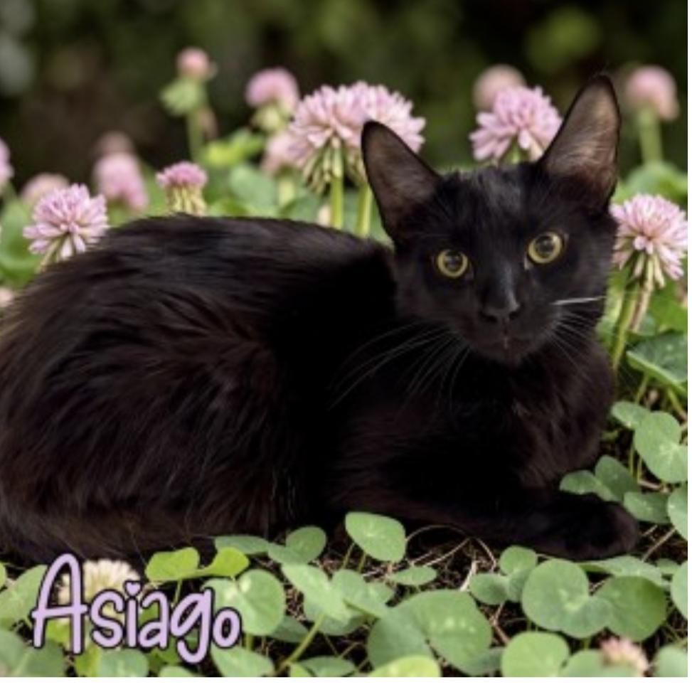 Enlarge Asiago, a Adoptable Domestic Short Hair in Granby, MO image 1/1