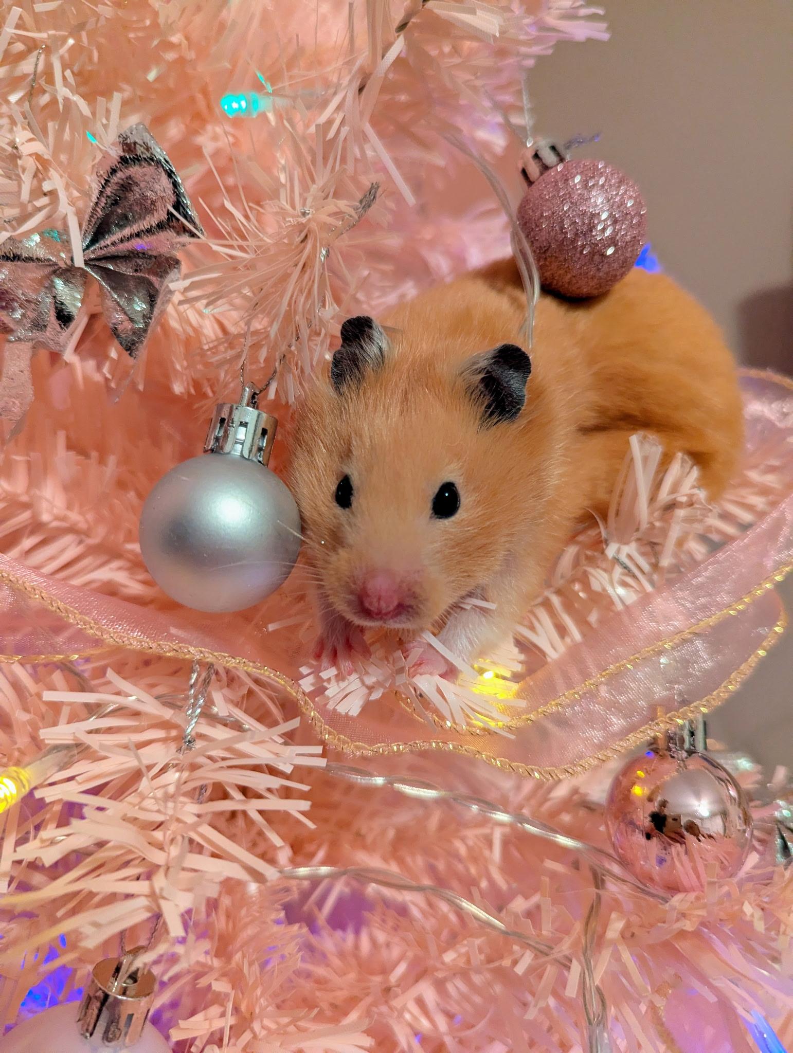 Pinky Promise , adopted, Young Female Hamster.