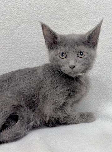 Enlarge Aaron, a Adoptable Domestic Medium Hair in Minneapolis, MN image 5/5