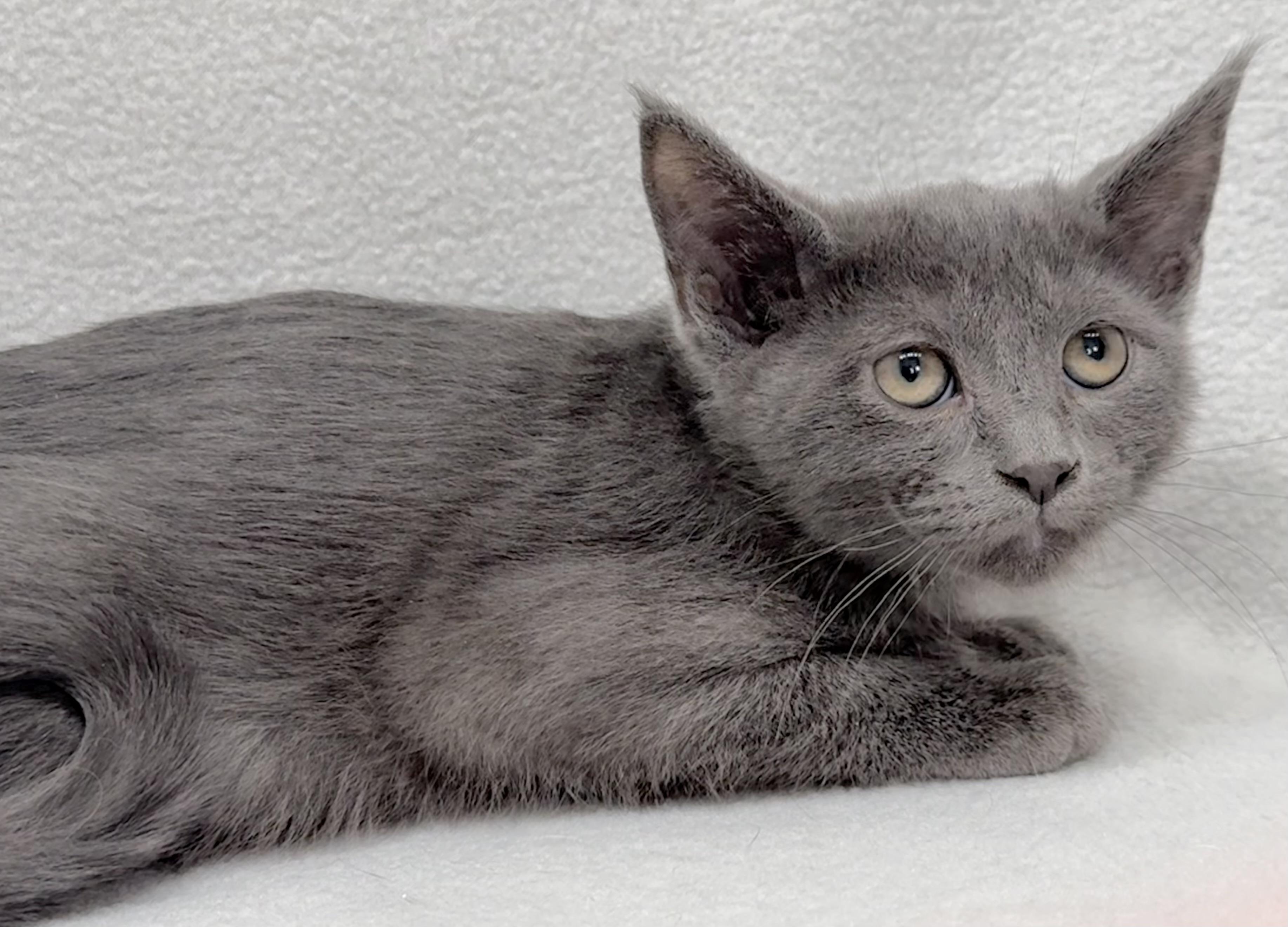 Enlarge Aaron, a Adoptable Domestic Medium Hair in Minneapolis, MN image 4/5
