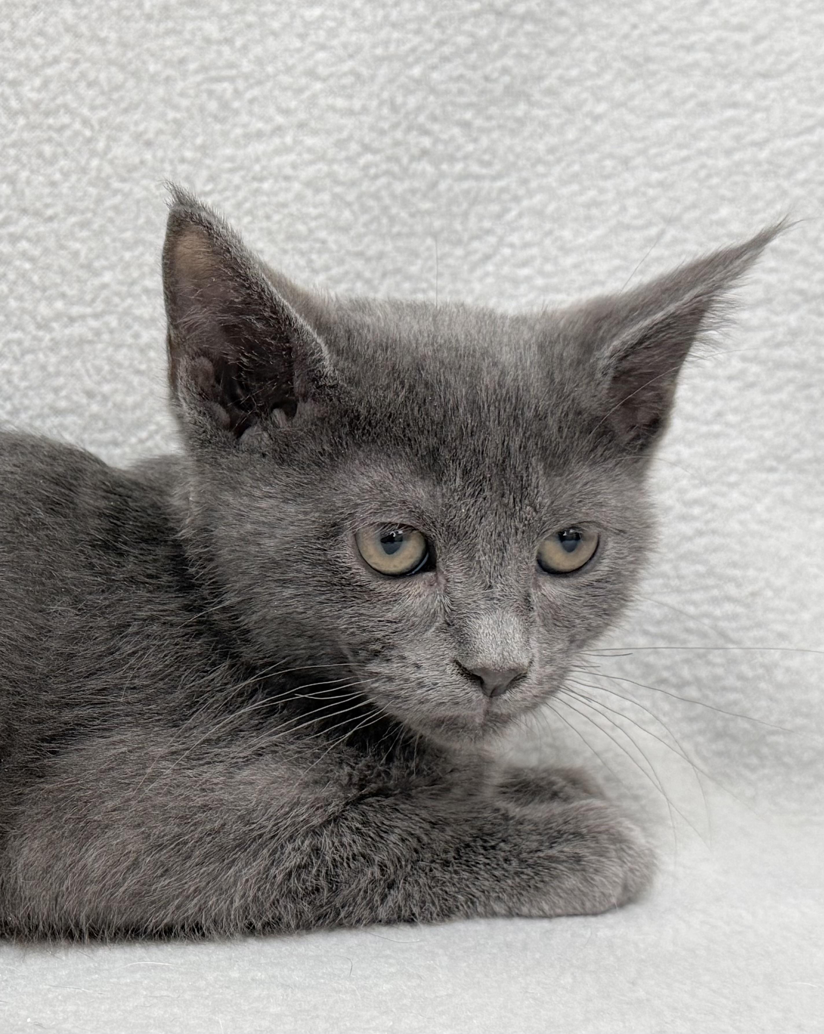 Enlarge Aaron, a Adoptable Domestic Medium Hair in Minneapolis, MN image 2/5