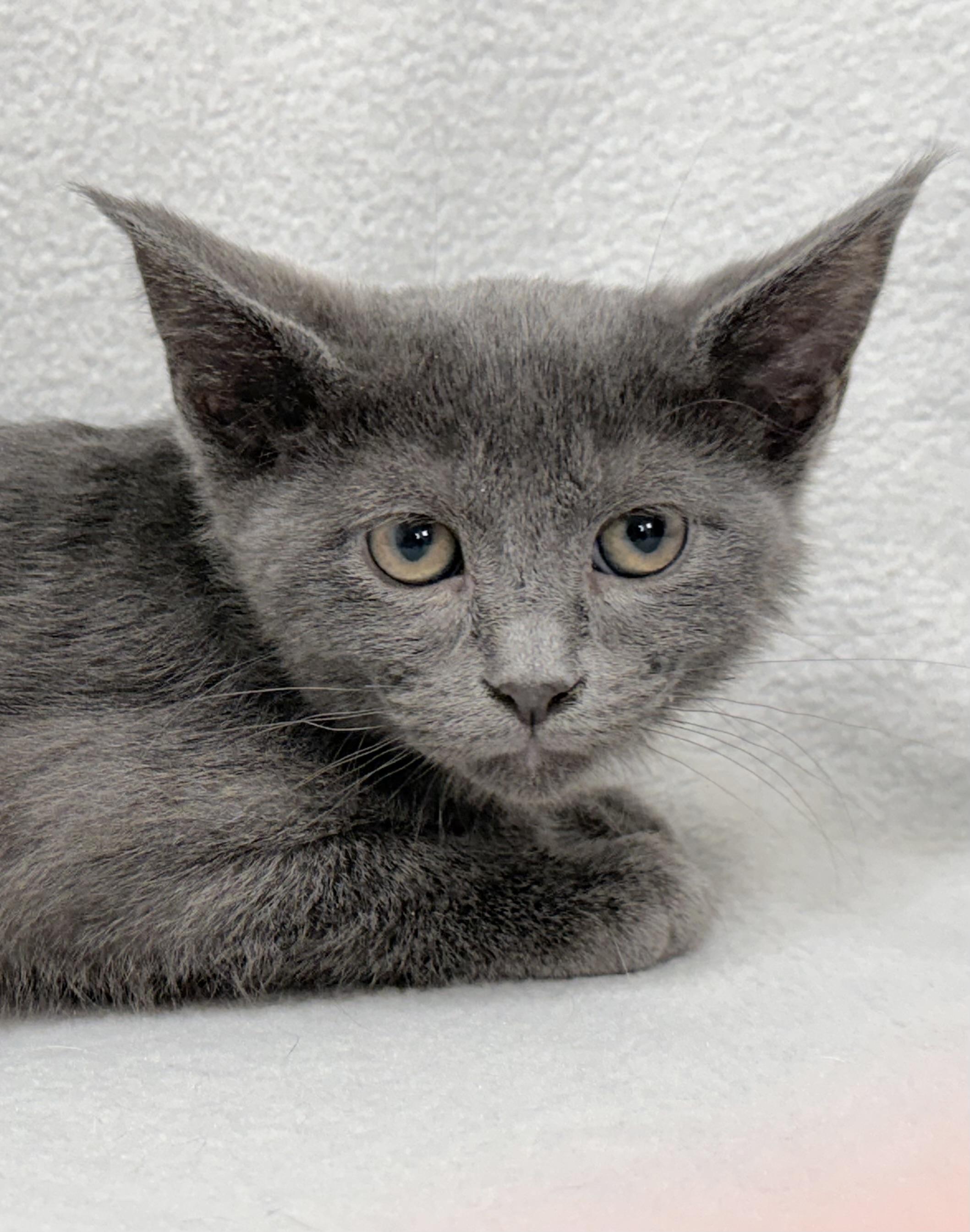 Enlarge Aaron, a Adoptable Domestic Medium Hair in Minneapolis, MN image 3/5