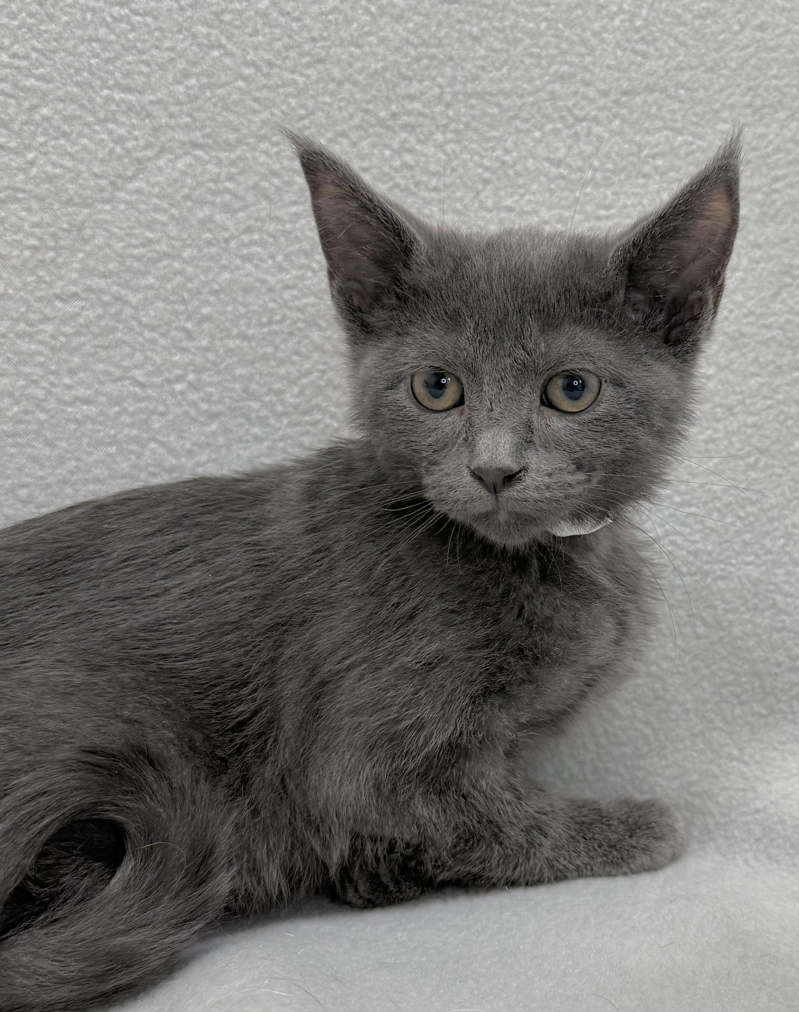 Aaron, adoptable, Kitten Male Domestic Medium Hair.