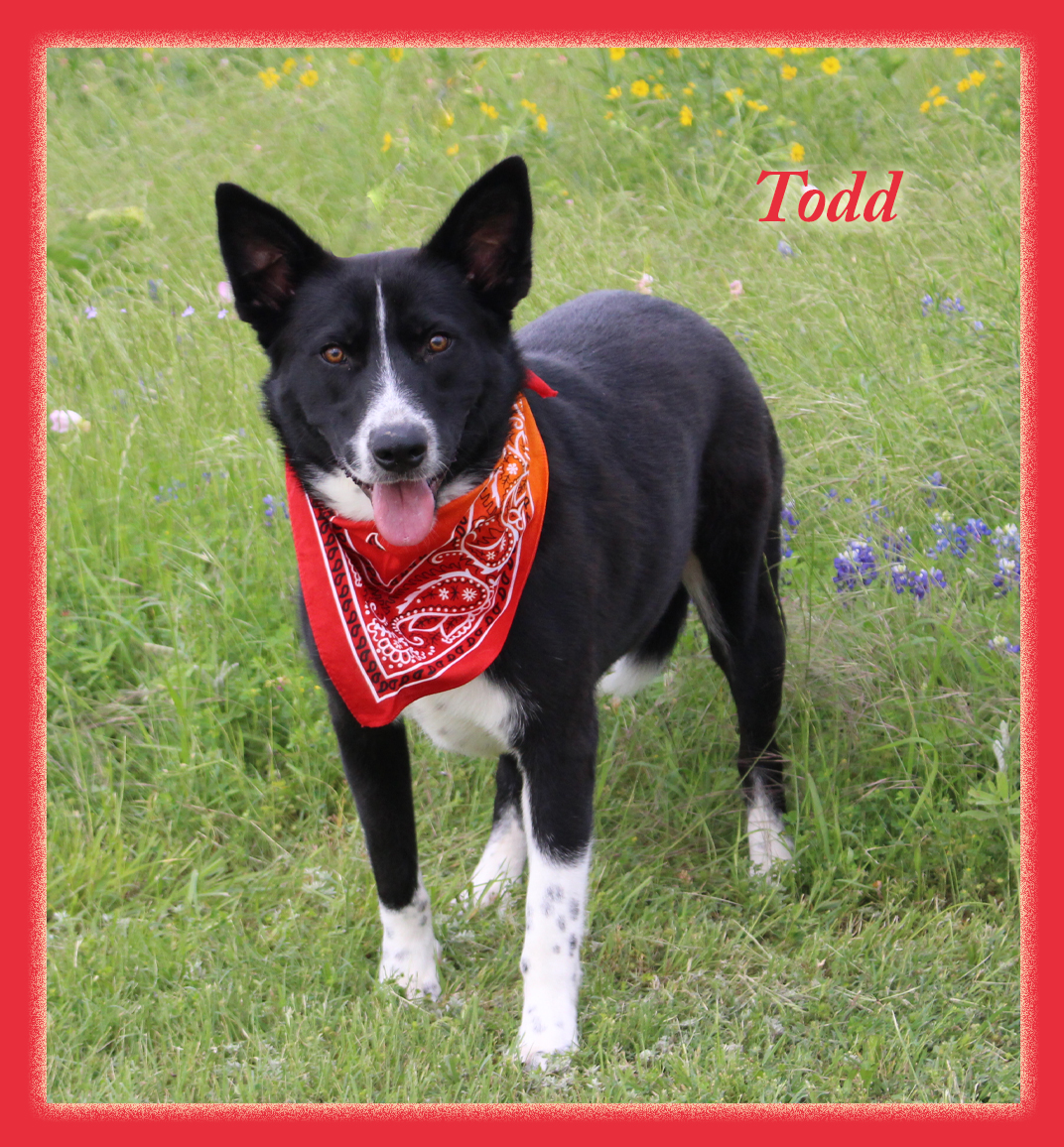 Enlarge Todd, a Adoptable mixed breed in Keller, TX image 1/1