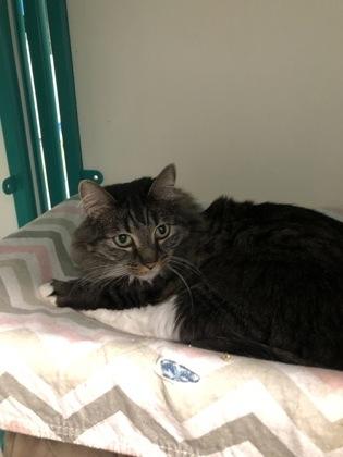 Enlarge Loretta (must be adopted with Mario), a Adoptable mixed breed in Hillsboro, OR image 1/1