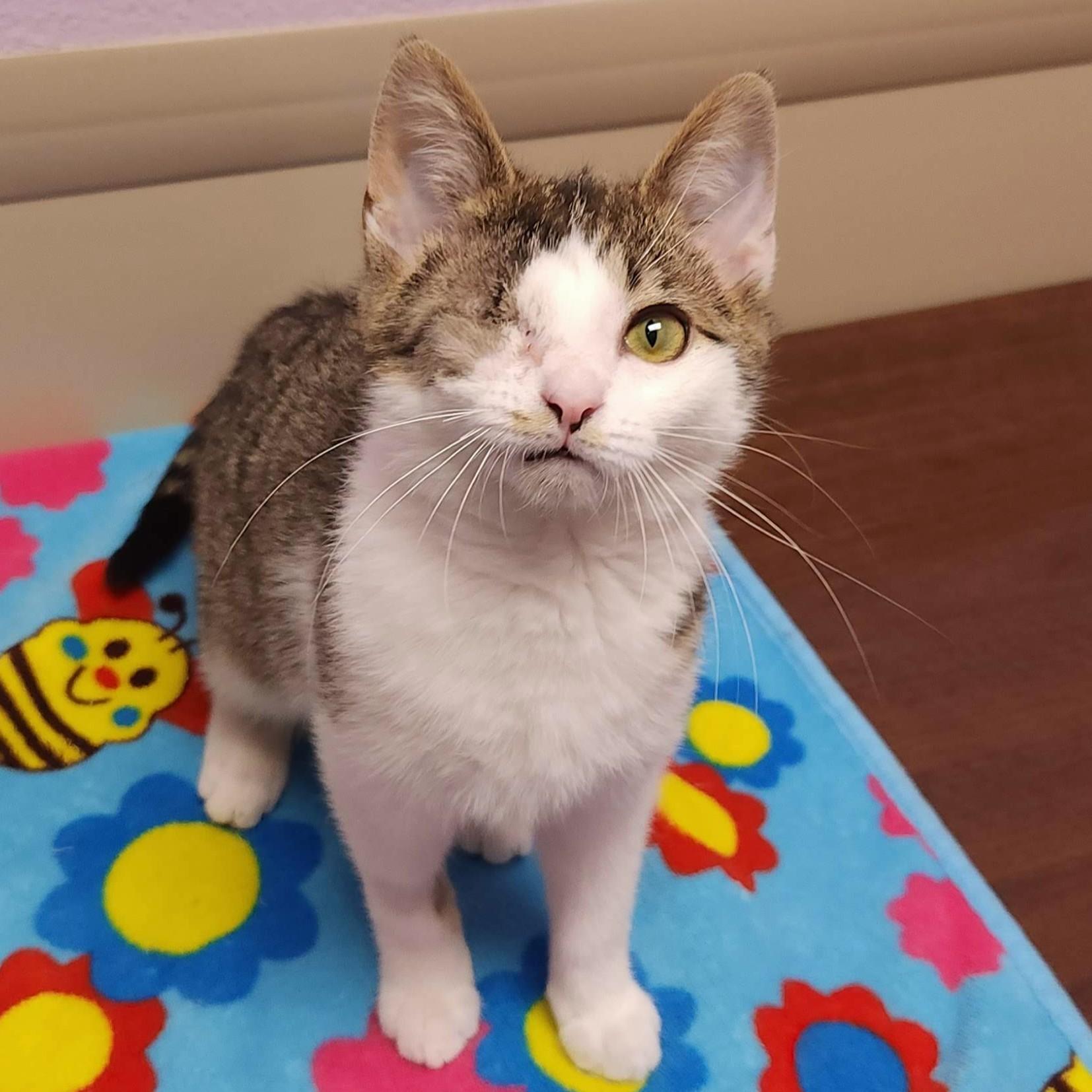 Enlarge Queso Blanco, an adopted Domestic Short Hair in Marshfield, WI image 2/6