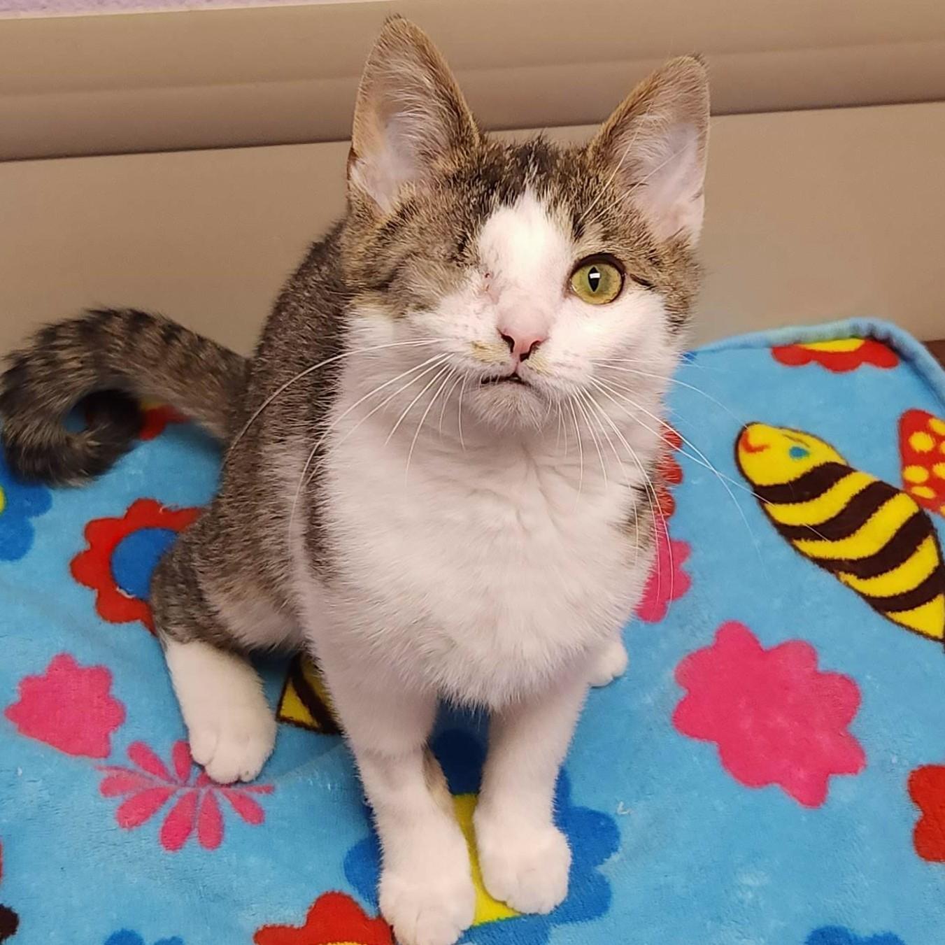 Enlarge Queso Blanco, an adopted Domestic Short Hair in Marshfield, WI image 5/6