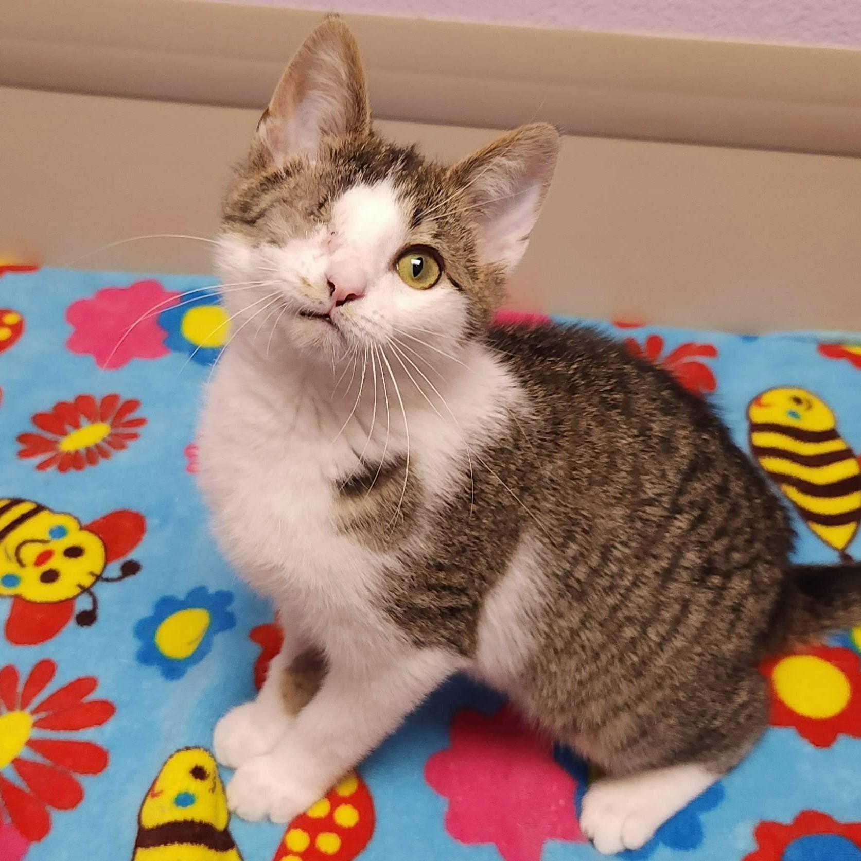 Enlarge Queso Blanco, an adopted Domestic Short Hair in Marshfield, WI image 3/6