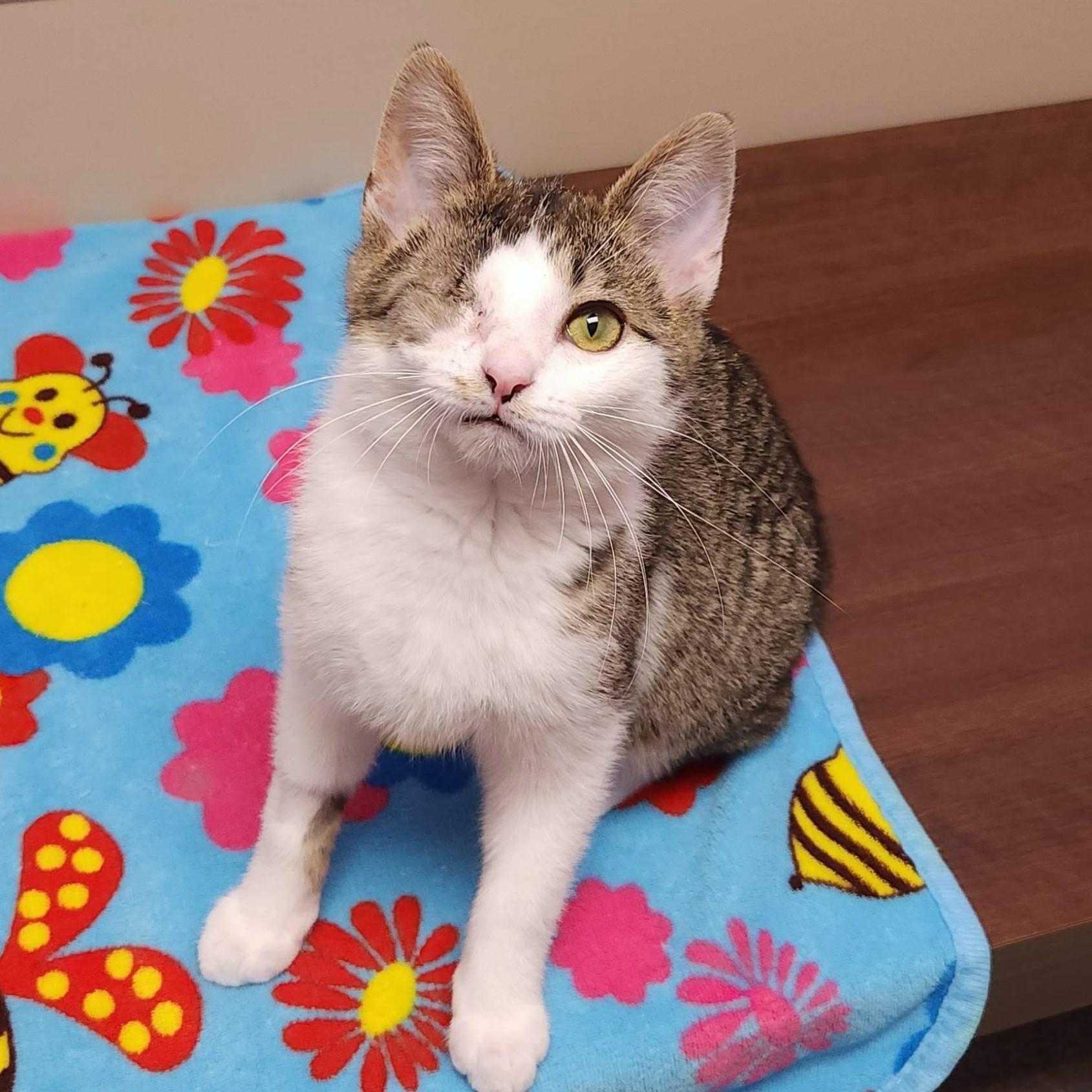 Enlarge Queso Blanco, an adopted Domestic Short Hair in Marshfield, WI image 1/6