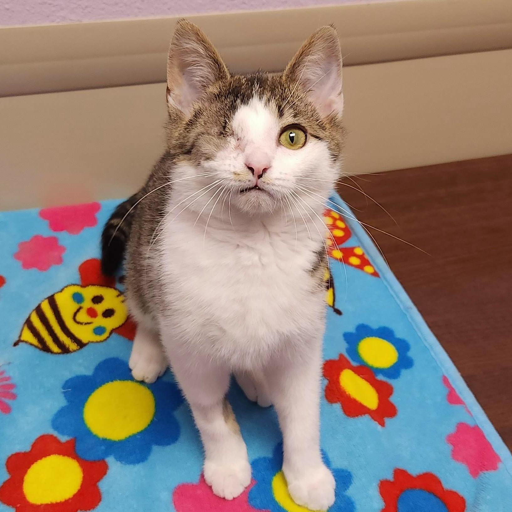 Enlarge Queso Blanco, an adopted Domestic Short Hair in Marshfield, WI image 4/6