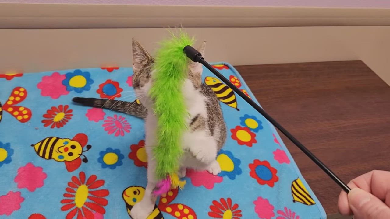 Enlarge Queso Blanco, an adopted Domestic Short Hair in Marshfield, WI video 6/6