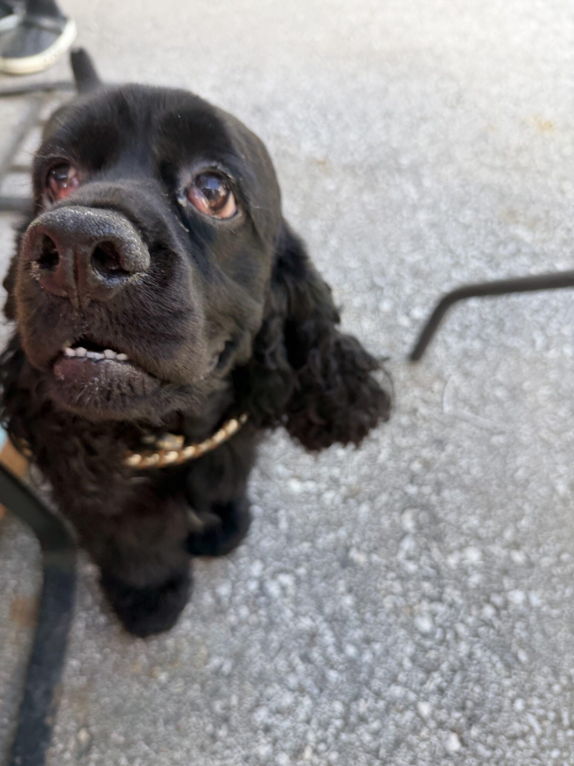 Fluffy M 26090, Adoptable, Young Male Cocker Spaniel.