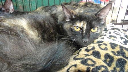 Enlarge Sasha, a Adoptable Tortoiseshell in Newport Beach, CA image 1/1