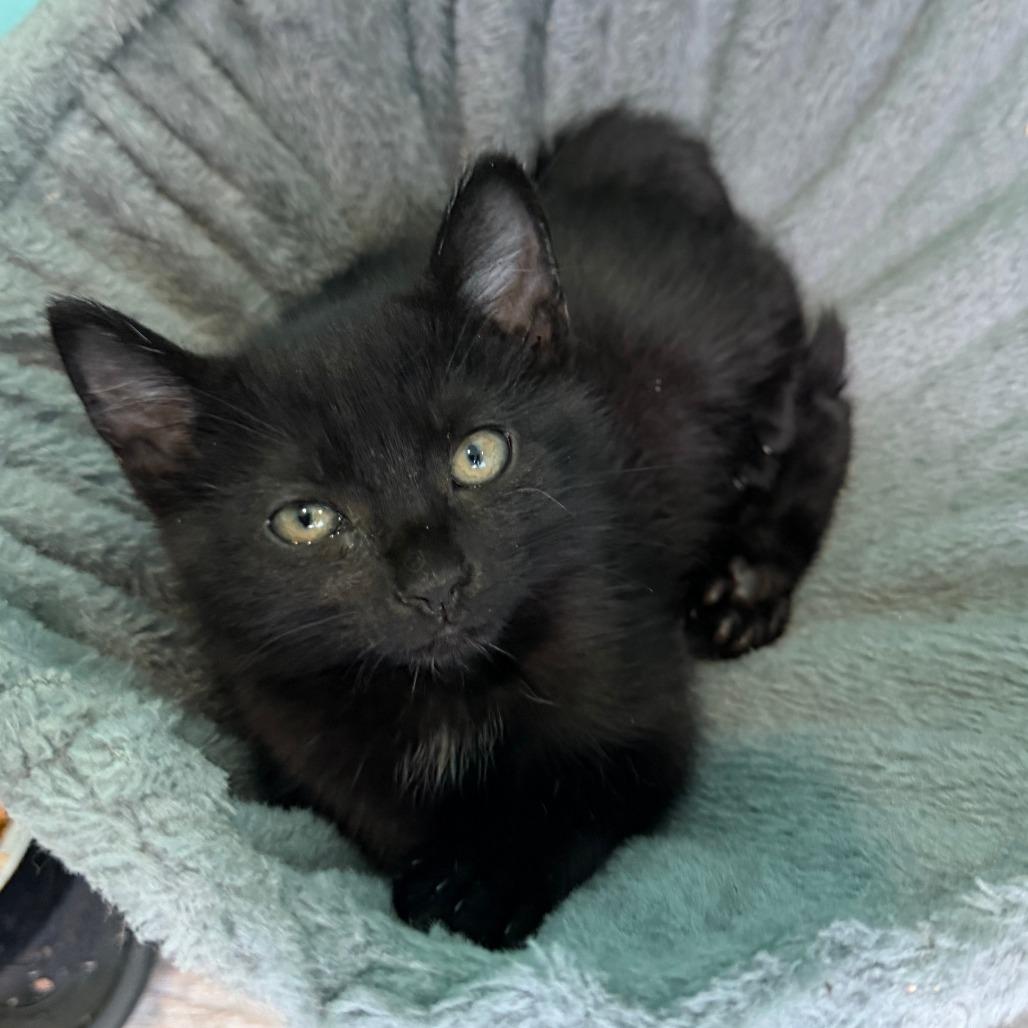 Goji, Adoptable, Kitten Female Domestic Short Hair.