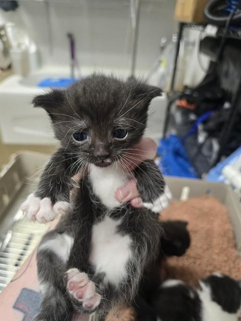 PRIDE, Adoptable, Kitten Male Domestic Short Hair.