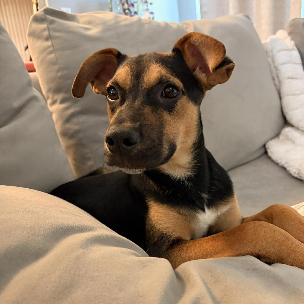Enlarge Donner, a Adoptable mixed breed in Overland Park, KS image 1/6