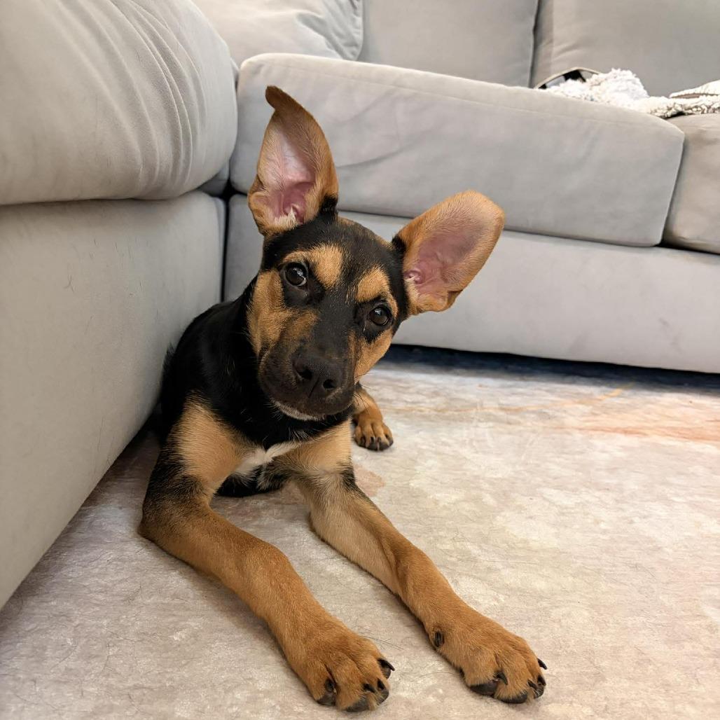 Enlarge Donner, a Adoptable mixed breed in Overland Park, KS image 2/6