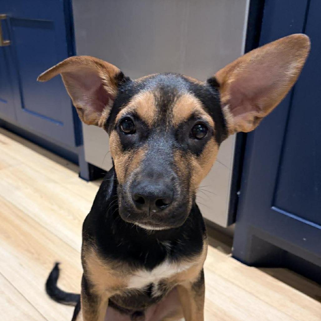 Enlarge Donner, a Adoptable mixed breed in Overland Park, KS image 3/6