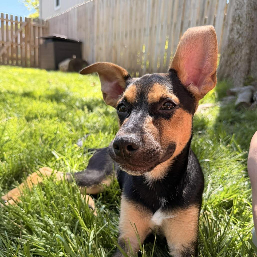 Enlarge Donner, a Adoptable mixed breed in Overland Park, KS image 4/6