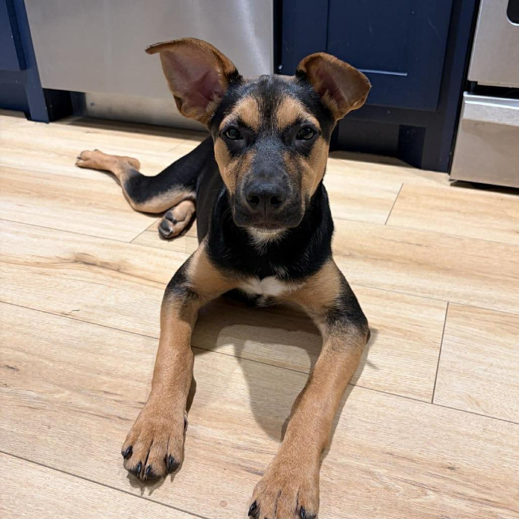 Enlarge Donner, a Adoptable mixed breed in Overland Park, KS image 5/6