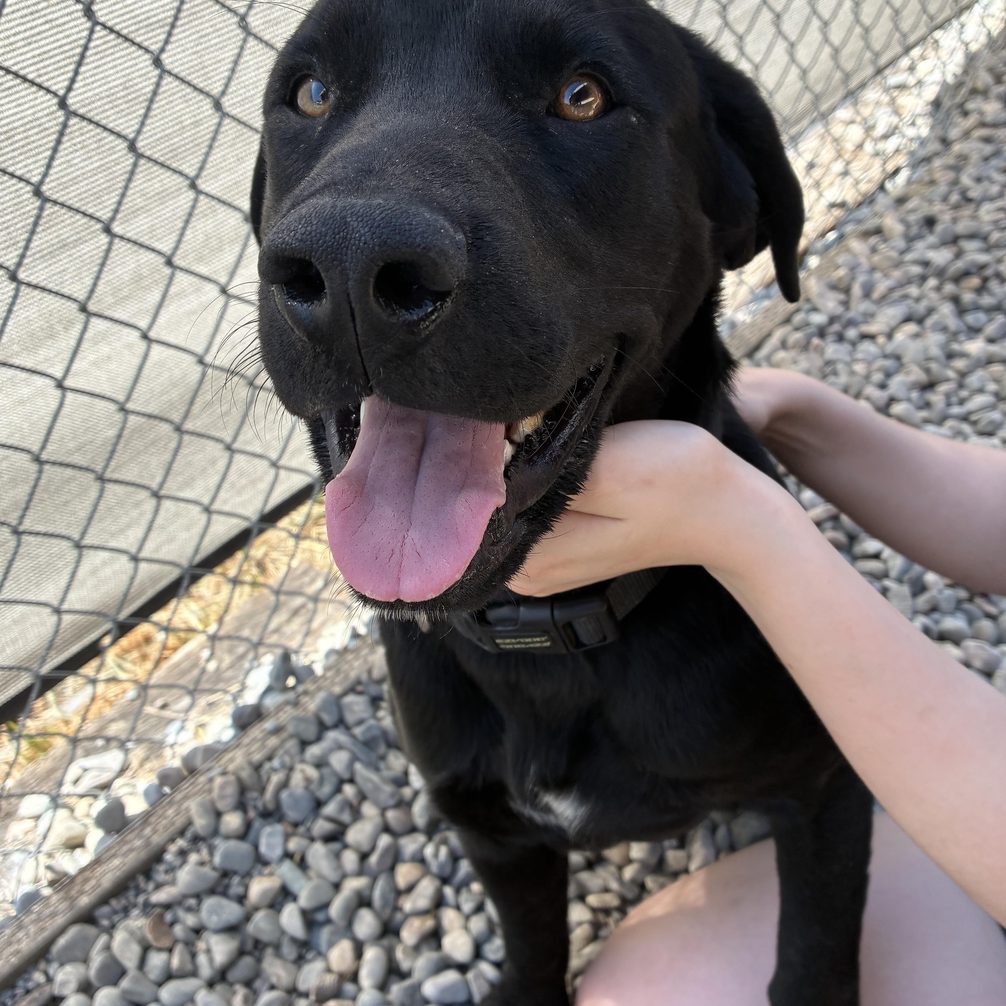 Enlarge Estes, an adopted Mixed Breed in Bonners Ferry, ID image 4/5
