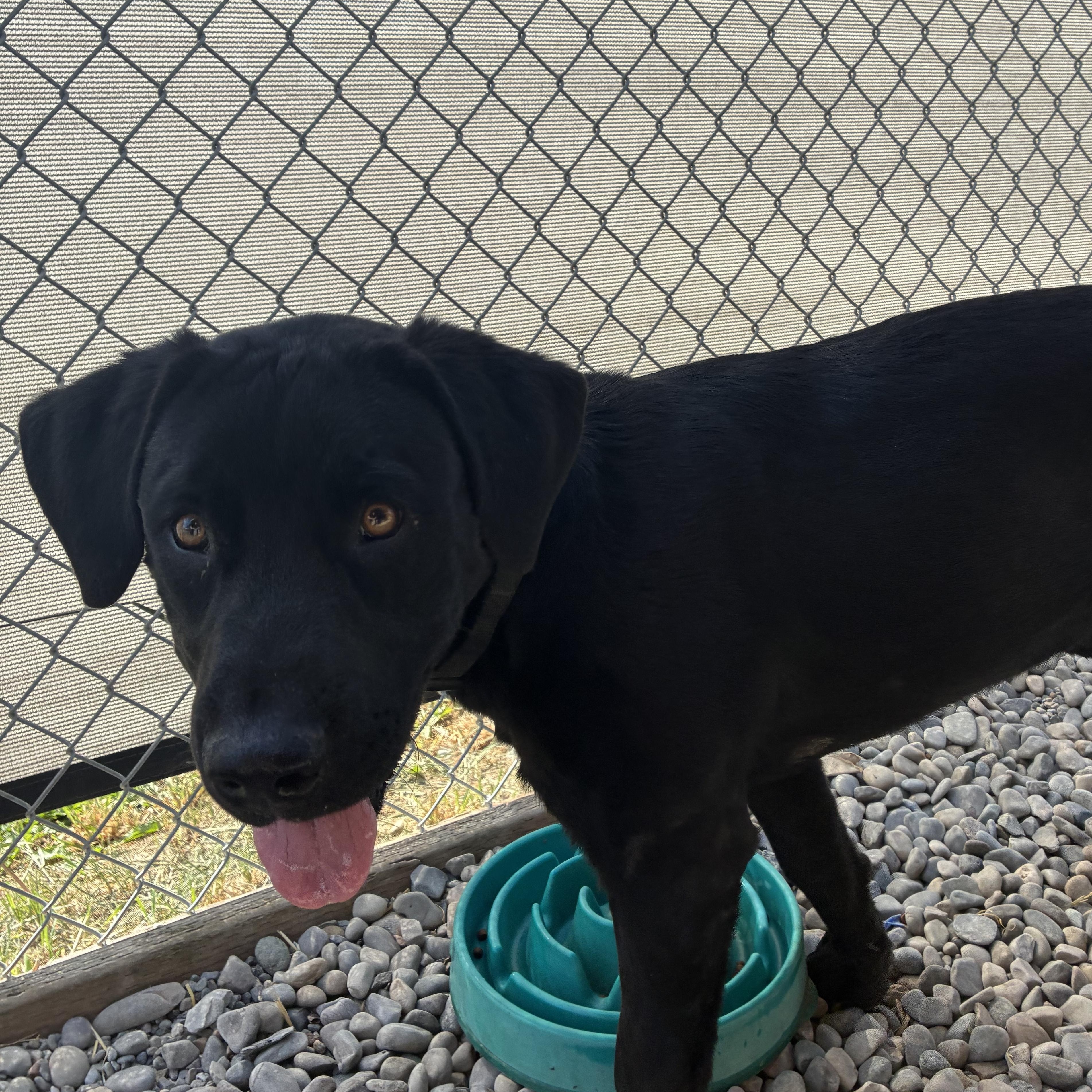 Enlarge Estes, an adopted Mixed Breed in Bonners Ferry, ID image 3/5