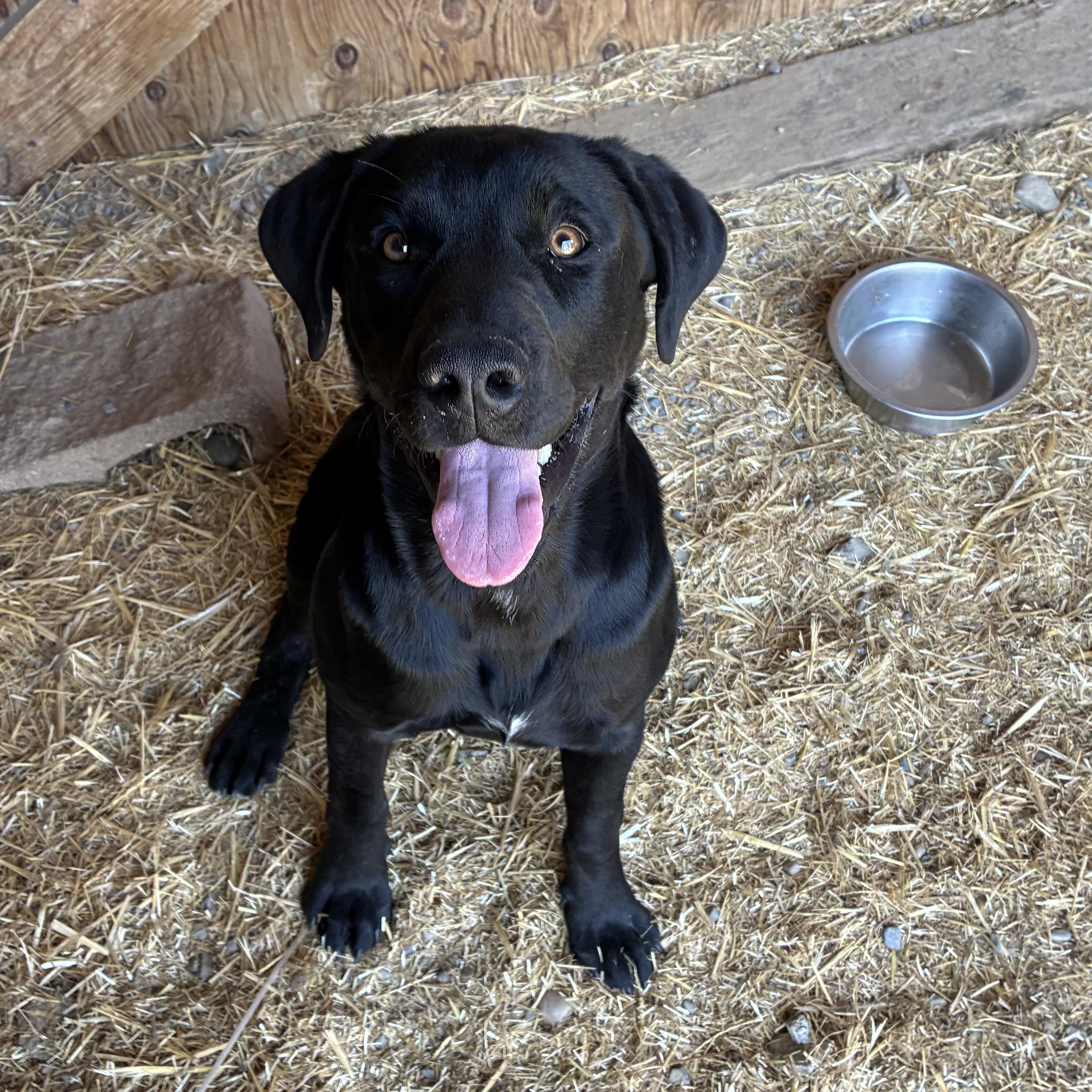 Enlarge Estes, an adopted Mixed Breed in Bonners Ferry, ID image 1/5