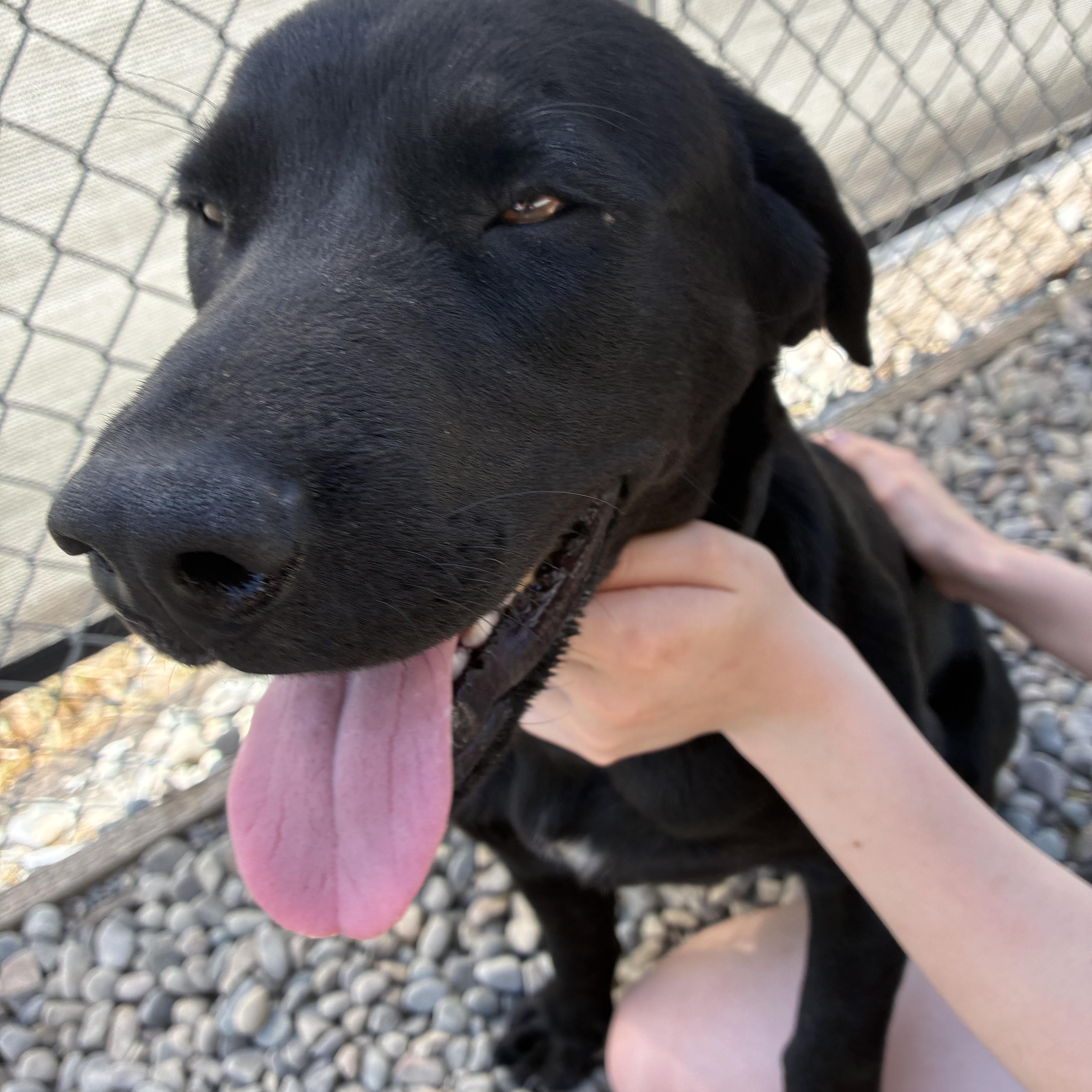 Enlarge Estes, an adopted Mixed Breed in Bonners Ferry, ID image 2/5