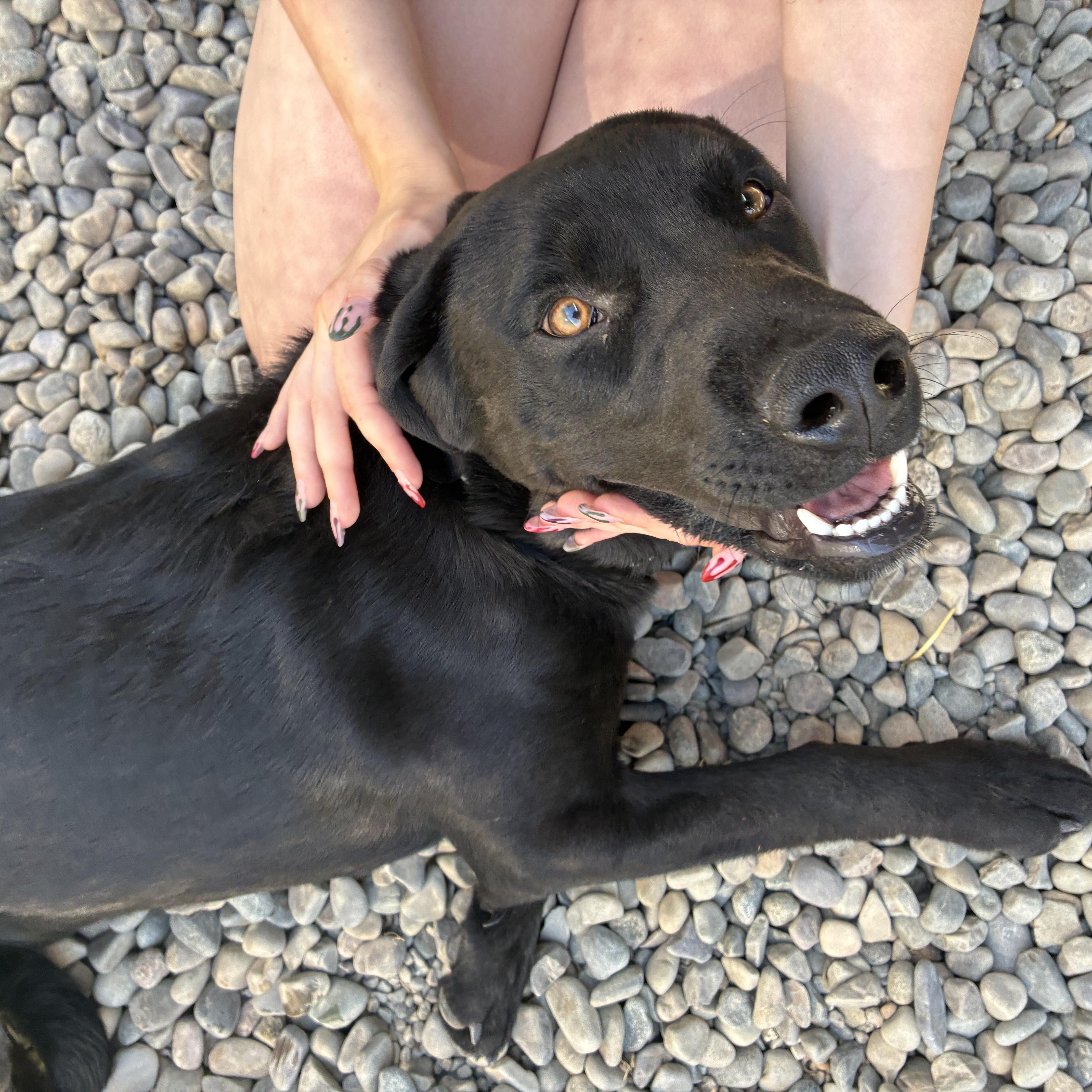 Enlarge Estes, an adopted Mixed Breed in Bonners Ferry, ID image 5/5