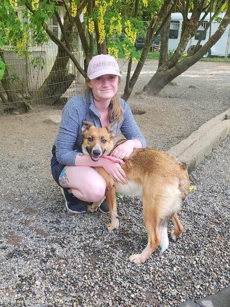 Ryder, Adoptable, Adult Male Australian Cattle Dog / Blue Heeler.
