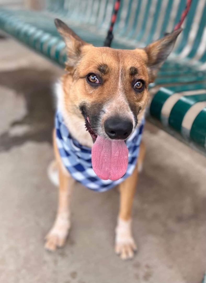 Enlarge Ryder, a Adoptable Australian Cattle Dog / Blue Heeler in Seattle, WA image 2/3