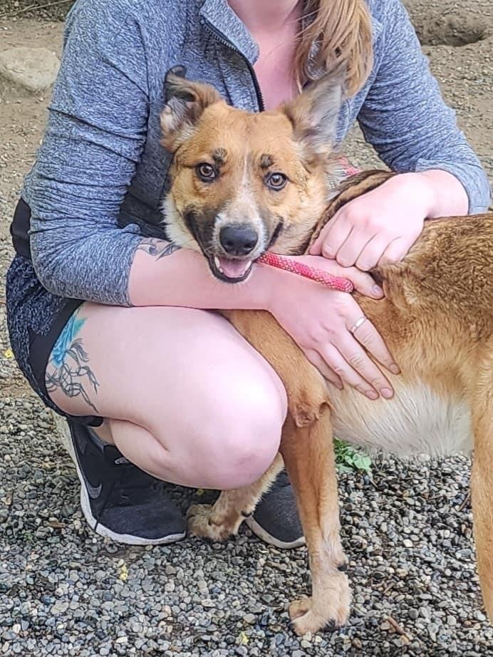 Enlarge Ryder, a Adoptable Australian Cattle Dog / Blue Heeler in Seattle, WA image 3/3